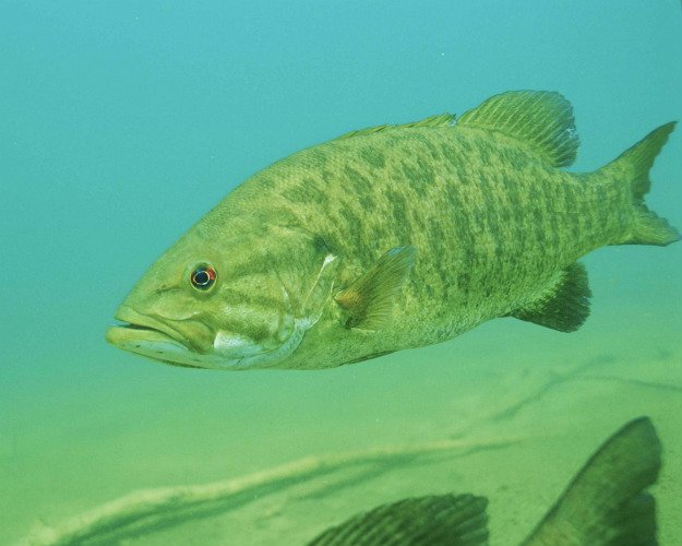 Hook, Line and Sinker! Springtime Fishing Tips You Need To Know lake smallmouth