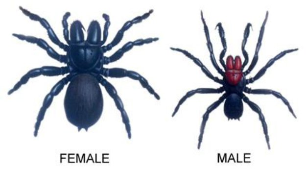 The Mouse Spider | The 11 Most Common (And Deadly) Spiders In The US