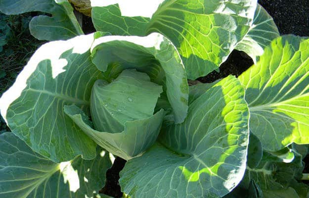 Cabbages | 20 Survival Gardening Plants For Spring