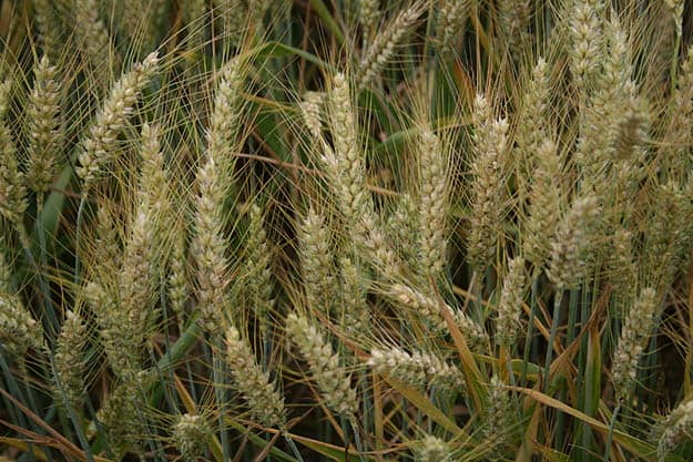 Barley | 20 Survival Gardening Plants For Spring