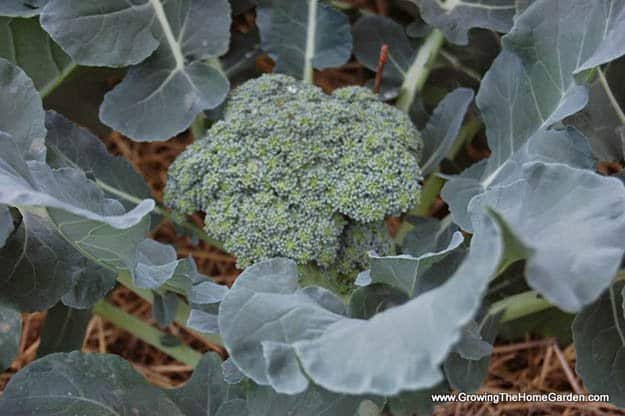 Broccoli | 20 Survival Gardening Plants For Spring