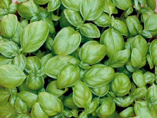 Basil | 20 Survival Gardening Plants For Spring