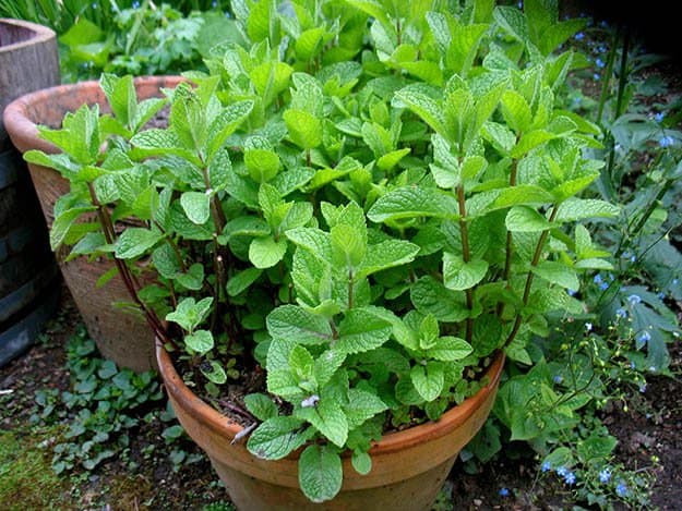 Peppermint | 20 Survival Gardening Plants For Spring