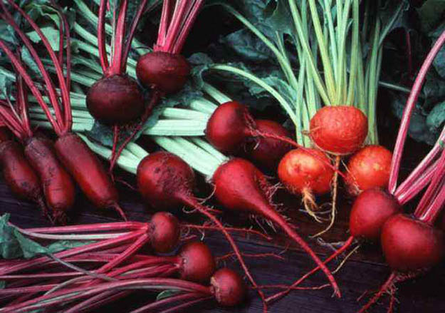  Beets | 20 Survival Gardening Plants For Spring