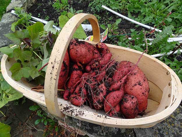 Sweet Potatoes | 20 Survival Gardening Plants For Spring