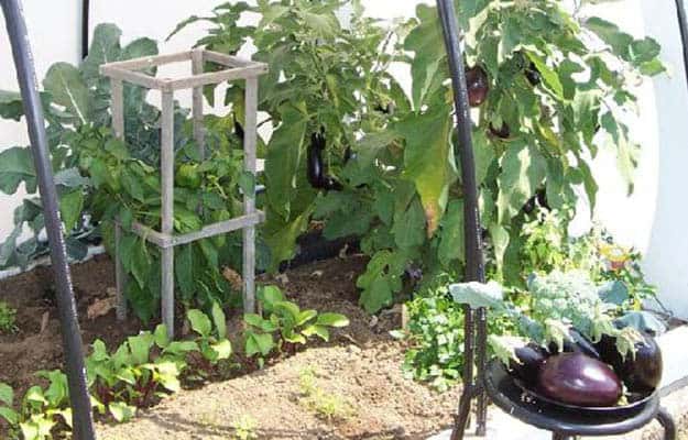 Eggplants | 20 Survival Gardening Plants For Spring