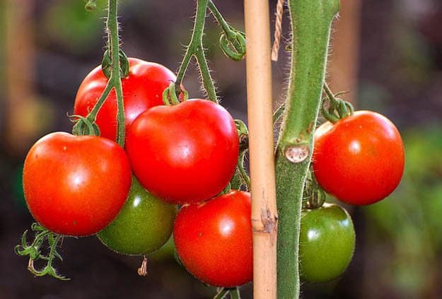  Tomatoes | 20 Survival Gardening Plants For Spring