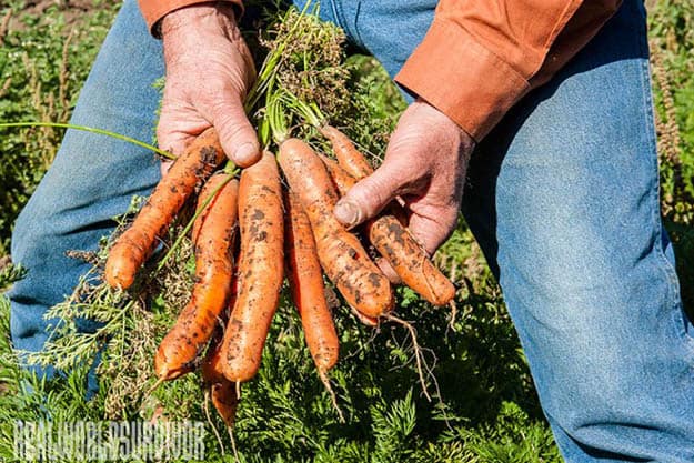 Carrots | 20 Survival Gardening Plants For Spring