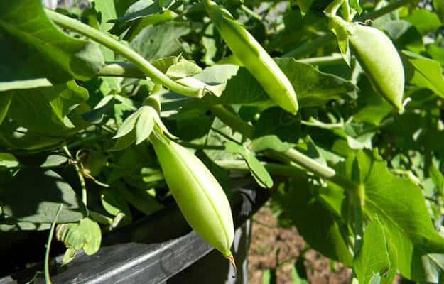 Peas | 20 Survival Gardening Plants For Spring