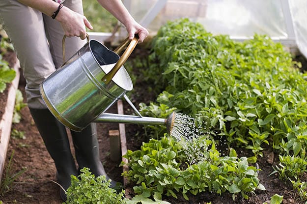 Water Your Plants | 6 Tips to Avoid The Spring Garden Blues