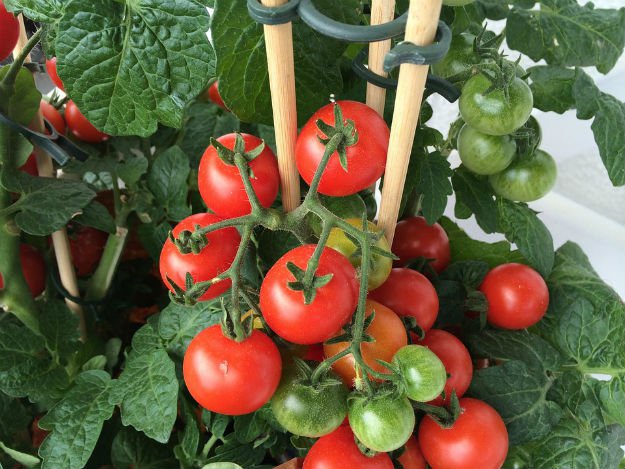 8 Baking Soda Uses For Your Survival Garden To Try tomatoes
