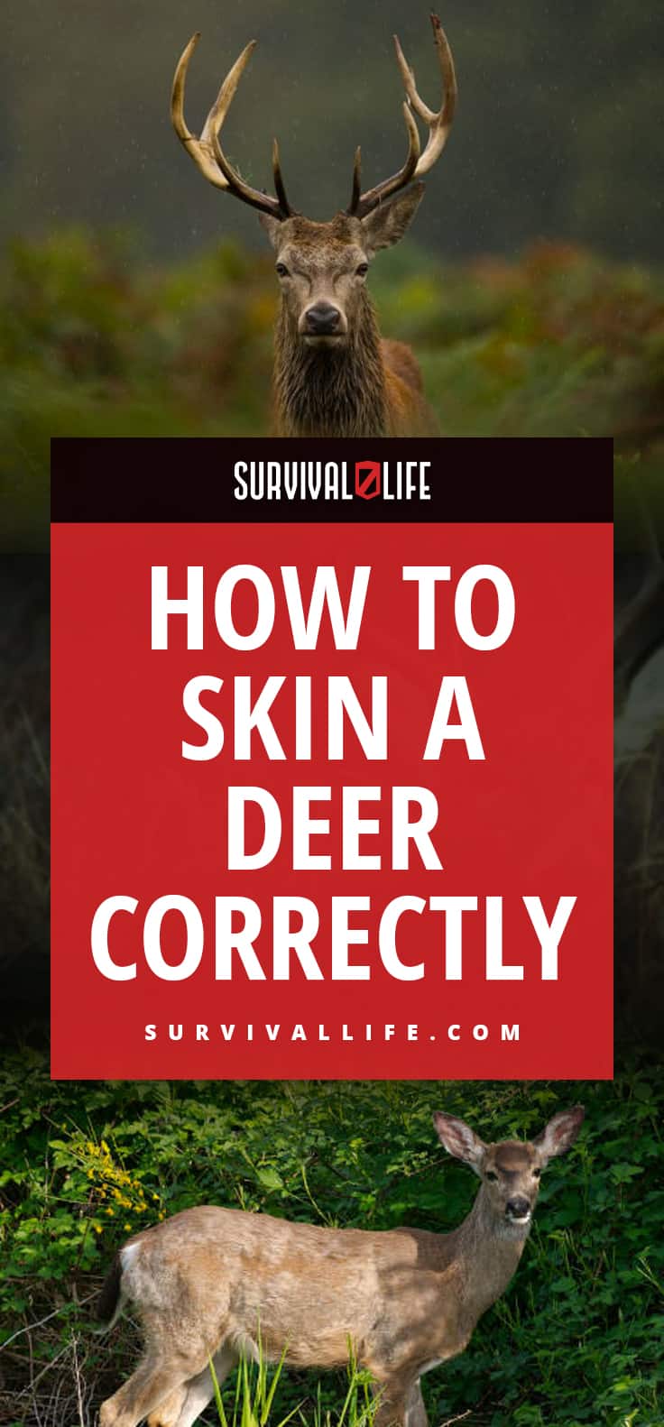 How To Skin A Deer Correctly