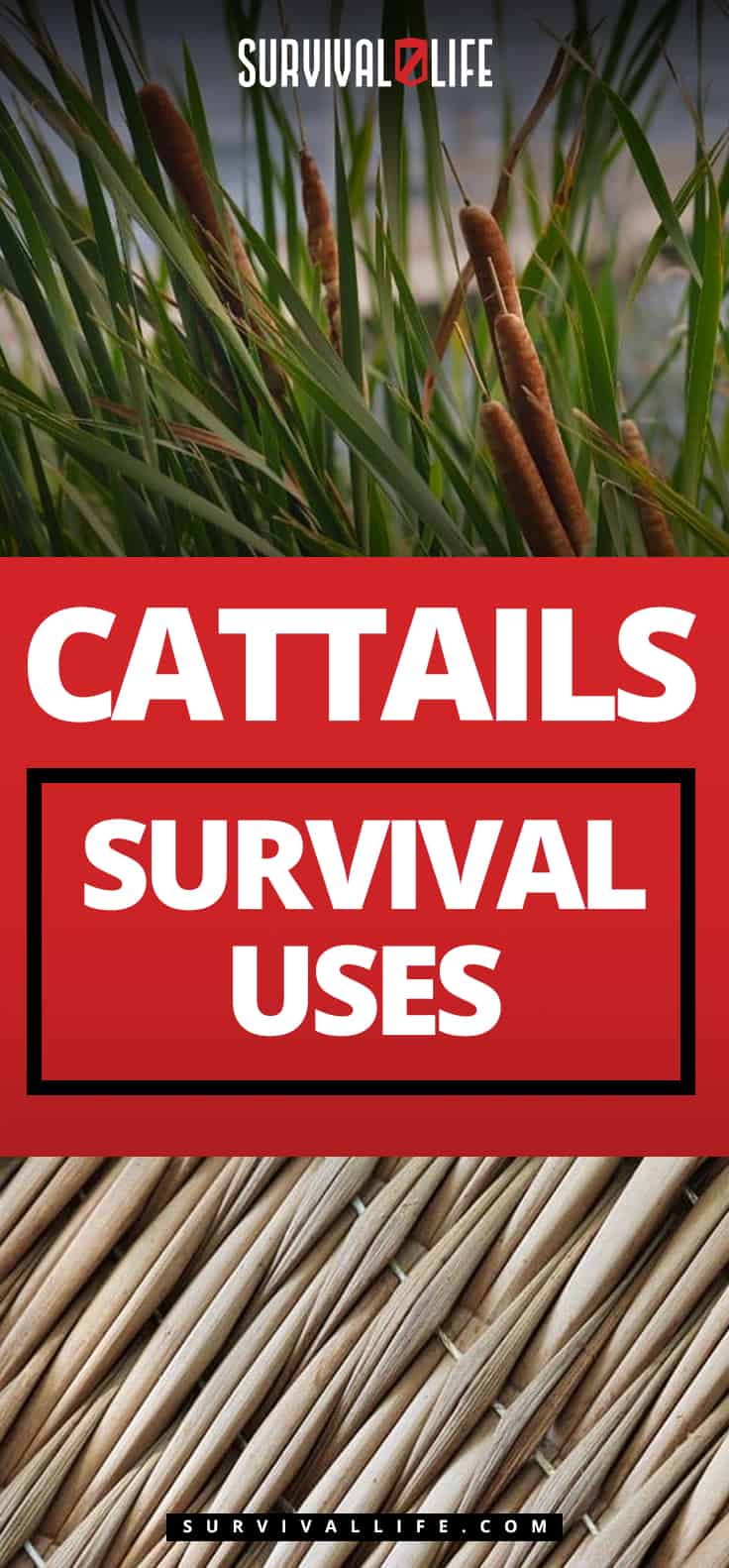 Pinterest Placard | Cattails Survival Uses