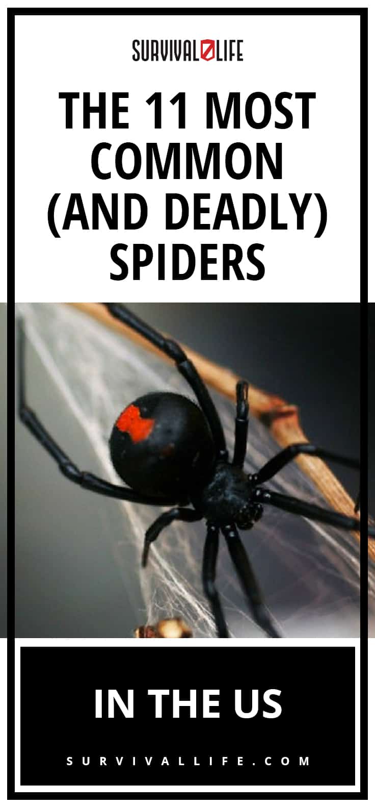 The Most Common (And Deadly) Spiders In The U.S. | https://survivallife.com/most-common-deadly-spiders-usa/