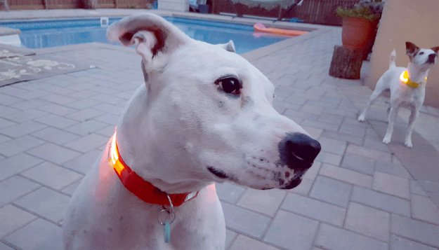 10 Must Have Items You Need When Hiking With Your Dog led collar