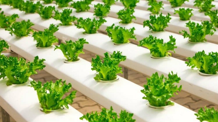 grow lettuce indoors featured image
