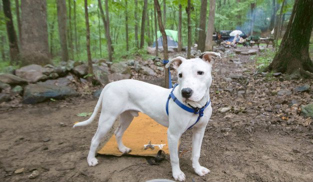 10 Must Have Items You Need When Hiking With Your Dog Leash