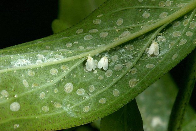 Whiteflies | Survival Gardening - Growing The Perfect Peppers