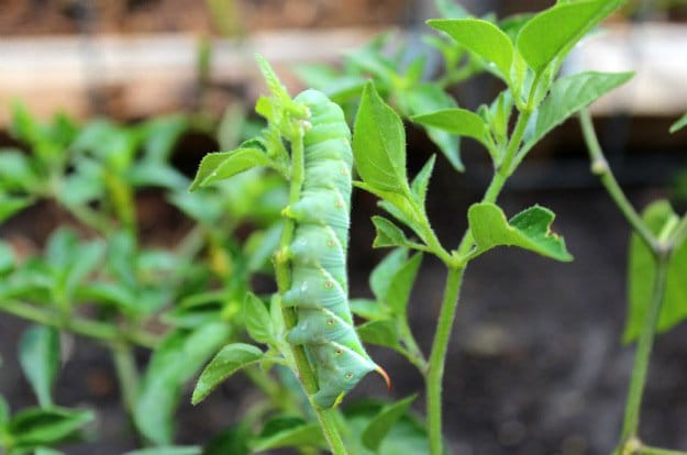 Hornworms | Survival Gardening - Growing The Perfect Peppers