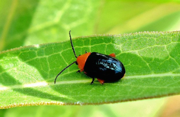 Flea Beetles | Survival Gardening - Growing The Perfect Peppers