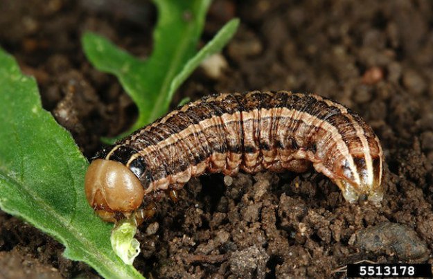 Cutworms | Survival Gardening - Growing The Perfect Peppers