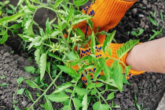 Check out Survival Gardening Hacks To Achieve The Perfect Tomato Plant at https://survivallife.com/survival-gardening-hacks-tomato-plant/