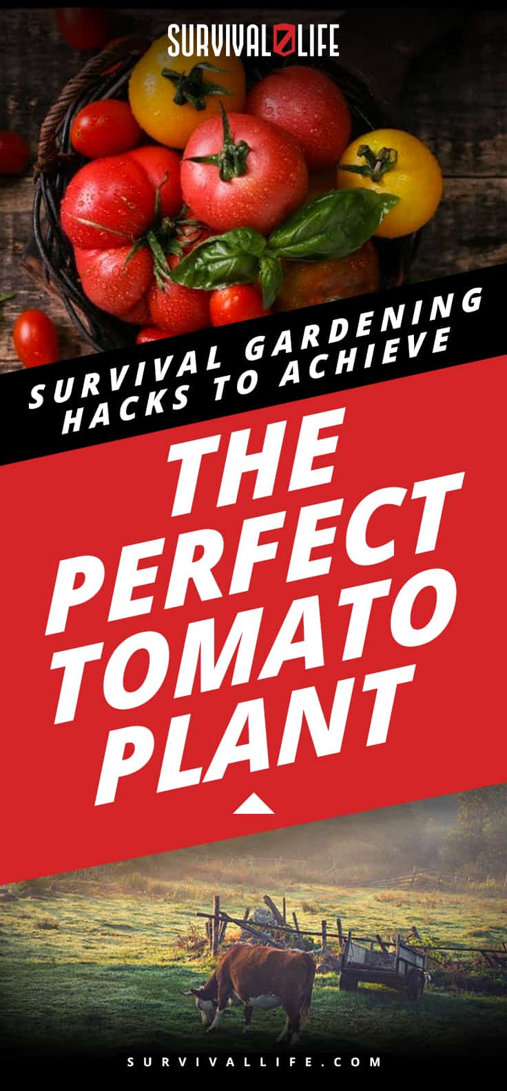 Survival Gardening Hacks To Achieve The Perfect Tomato Plant