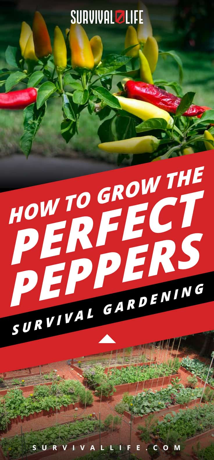 How To Grow The Perfect Peppers: Survival Gardening