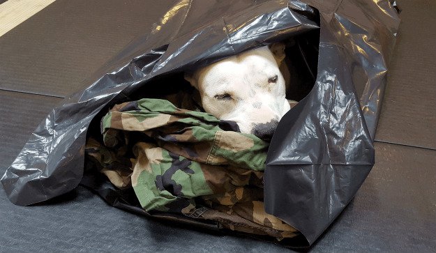 Shelter or Outer Garment | Survival Uses For A Contractor's Trash Bag