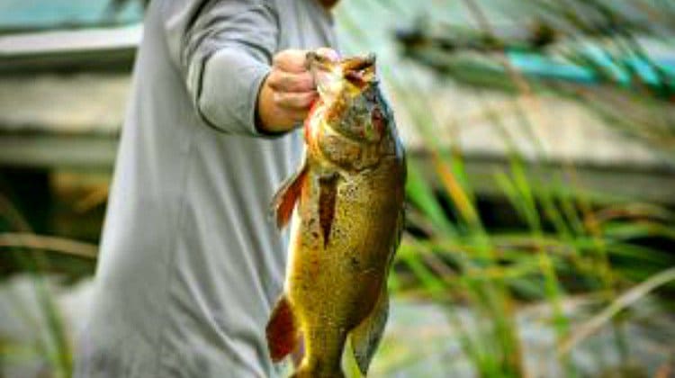 Bass Fishing for Beginners Tips for Fishing 101 Featured Image
