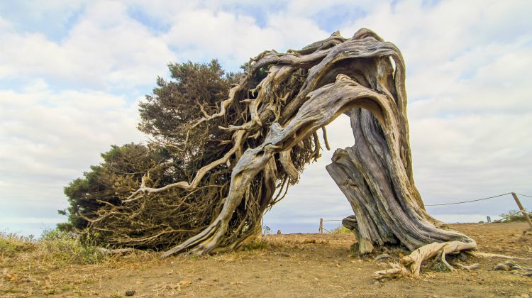 Create A Shelter Out of A Juniper Tree for Survival Featured image