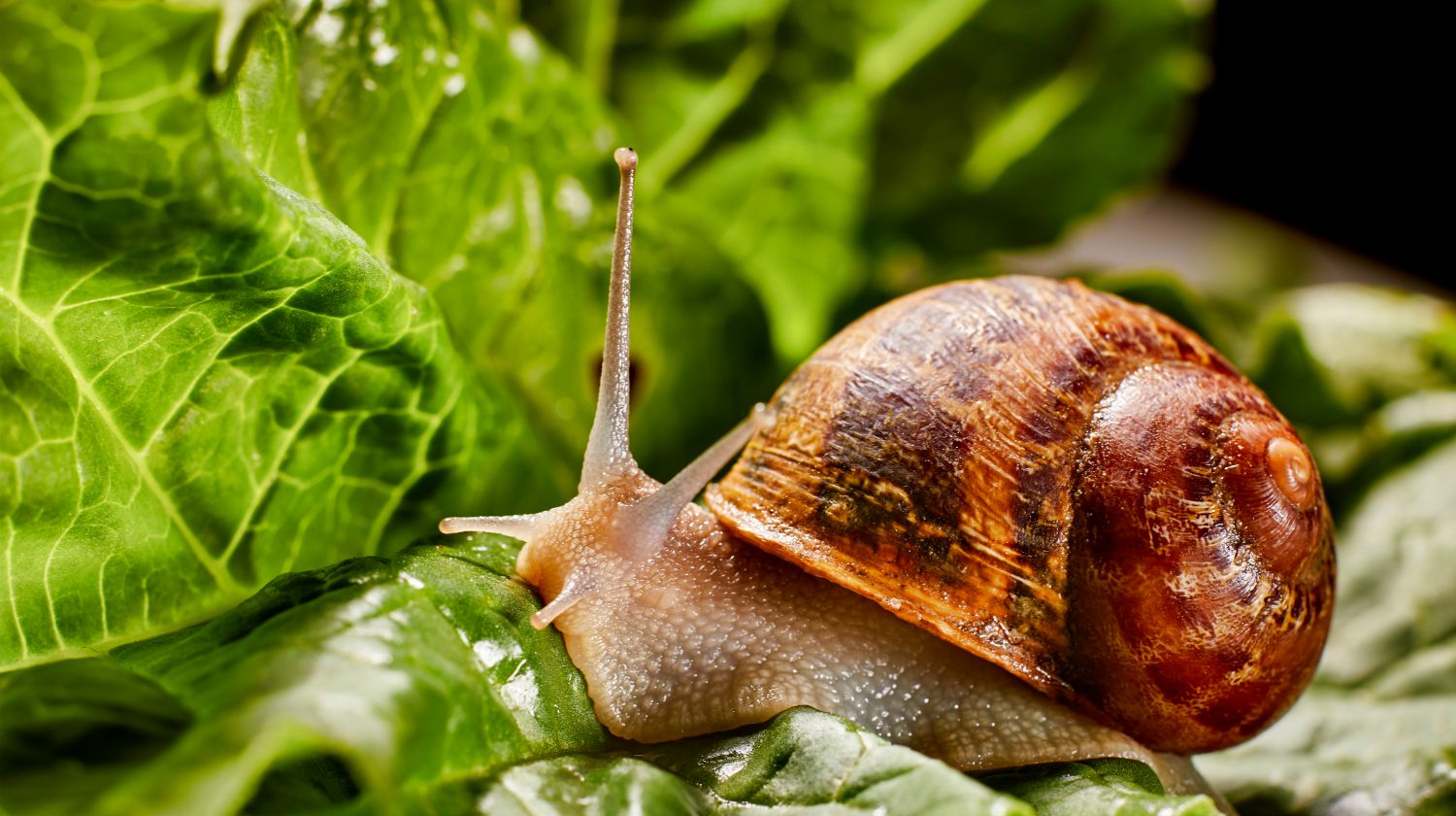 Feature | Snail muller gliding on the wet leaves | Quick Tips For Keeping Snails And Slugs Out Of Your Garden | Survival Gardening