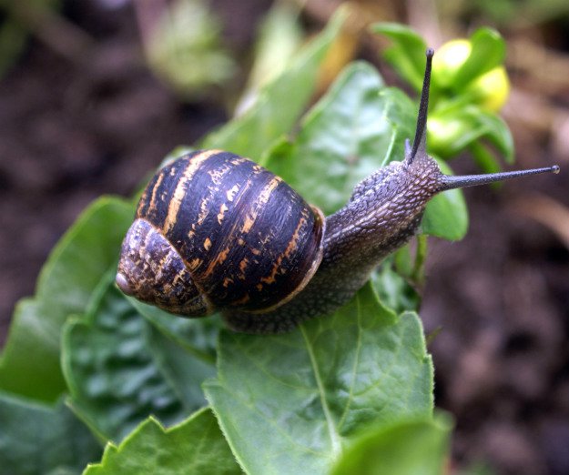 Keeping The Snails And Slugs Away | Survival Gardening
