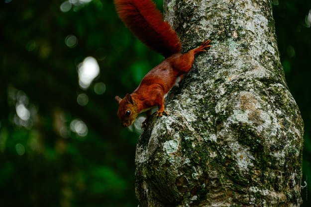 Red versus Gray | Top Squirrel Hunting Tips And Tricks For Beginners
