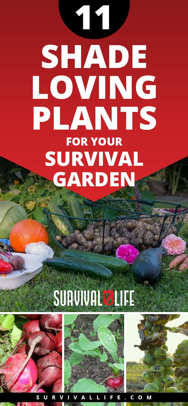 Shade Loving Plants | 11 Shade Loving Plants For Your Survival Garden