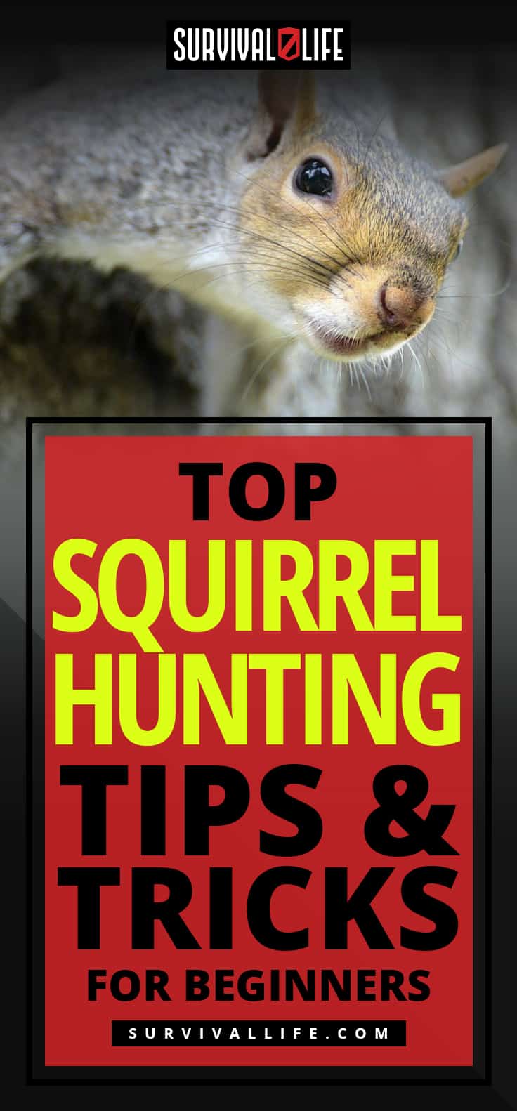 Placard | Top Squirrel Hunting Tips And Tricks For Beginners