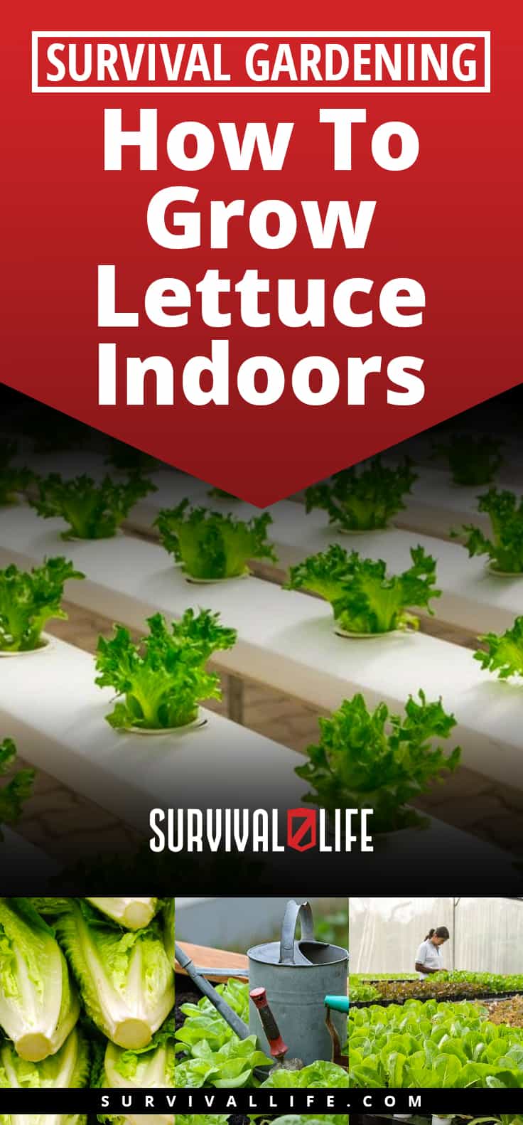 Survival Gardening – How To Grow Lettuce Indoors