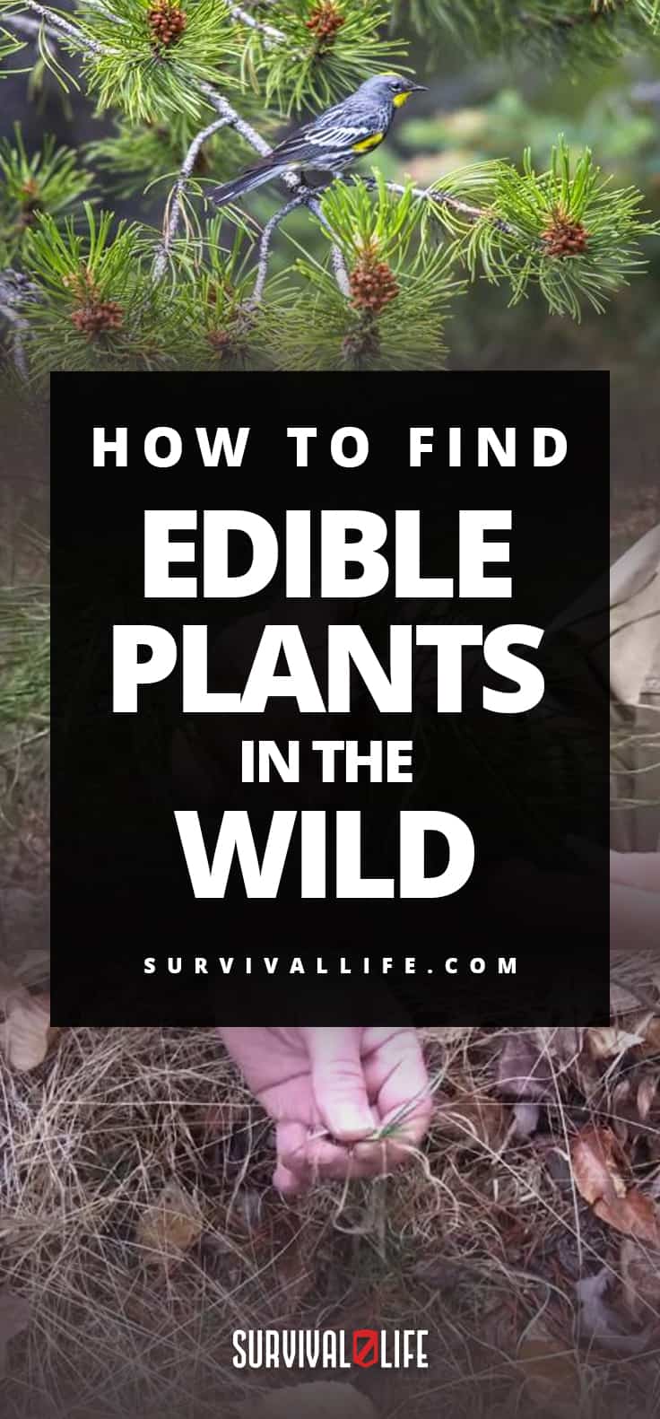 How to Find Edible Plants in the Wild