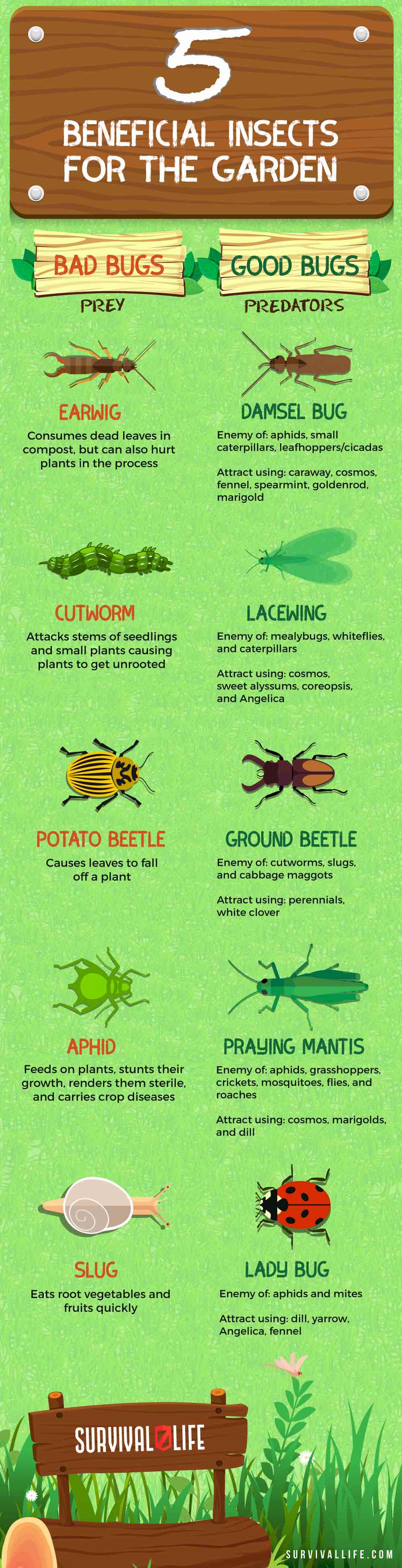 Beneficial Insects For The Garden: Good Bugs Vs. Bad Bugs