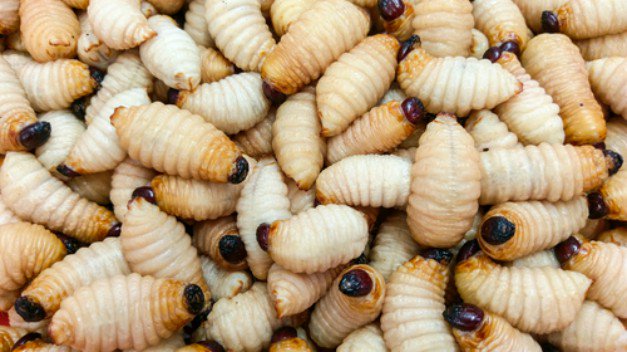 5 Edible Insects | Survival Feasts: 5 Insects You Can Eat Through Insect Identification