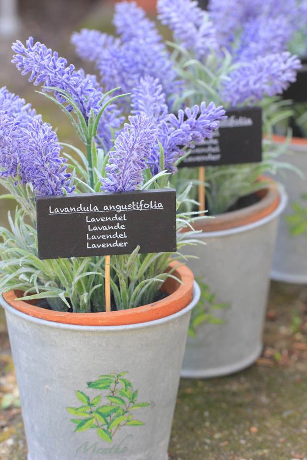Lavender | Medicinal Herbs You Can Grow In Your Indoor Garden