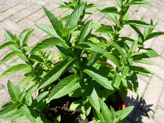 Peppermint | Medicinal Herbs You Can Grow In Your Indoor Garden