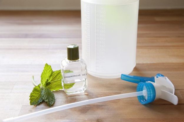 Repels Insects | Survival Uses For Peppermint Oil