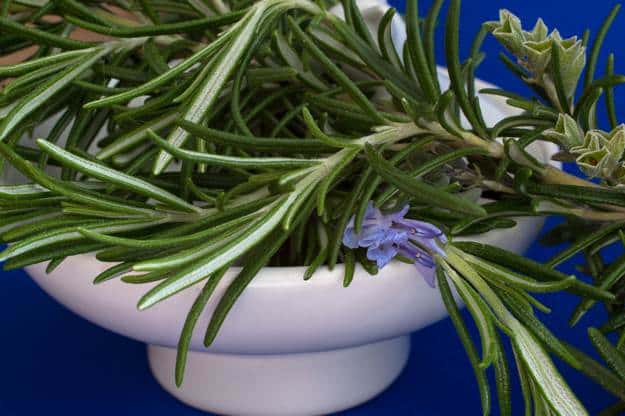 Rosemary | Adaptogenic Herbs You Can Use In The Wild For Survival