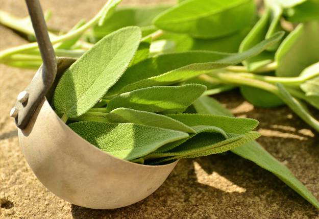 Sage | Medicinal Herbs You Can Grow In Your Indoor Garden