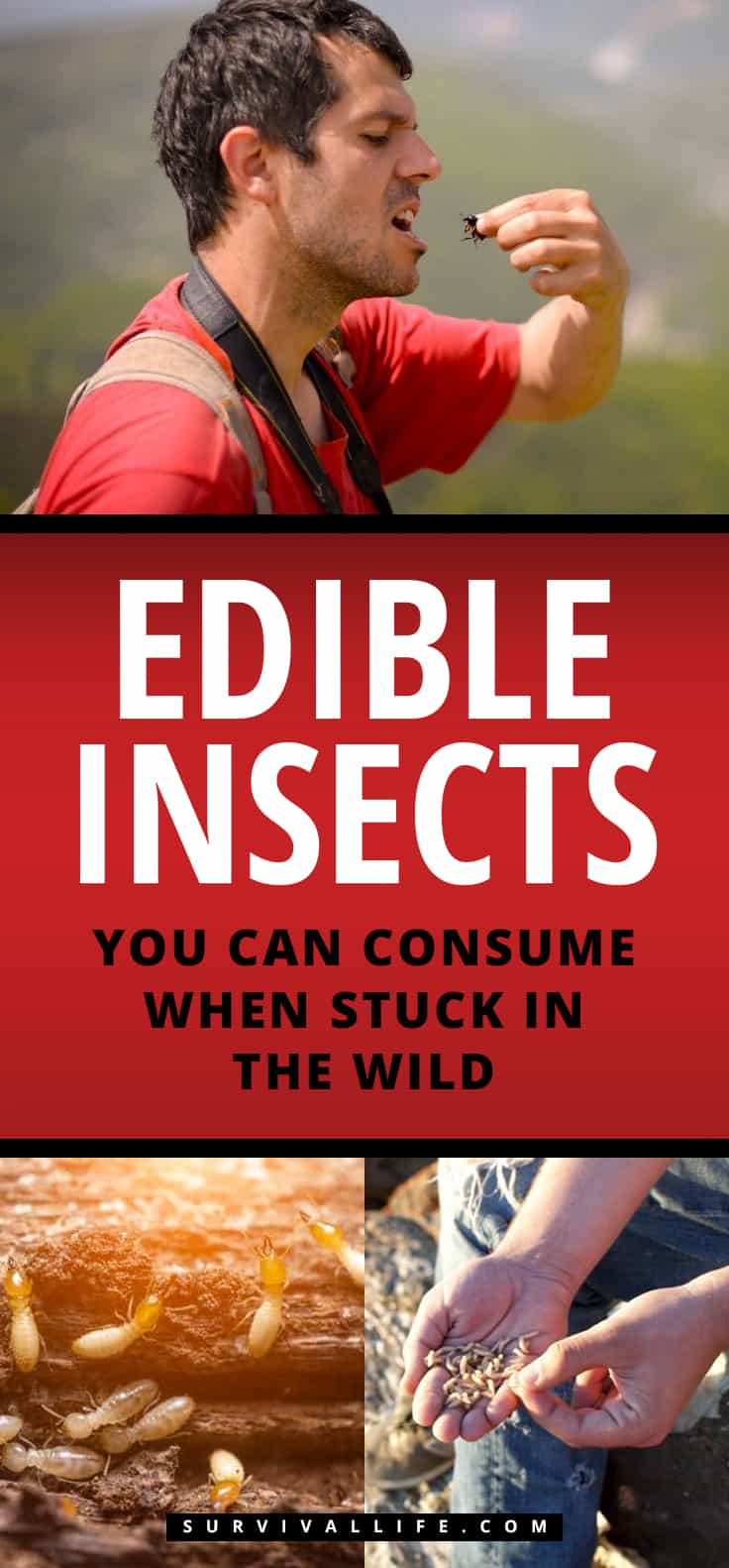 Edible Insects You Can Consume When Stuck In The Wild | https://survivallife.com/edible-insects/
