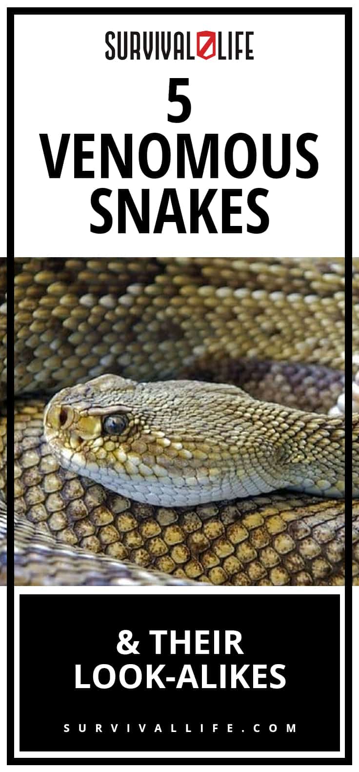 Venomous Snakes and Their Look-Alikes | https://survivallife.com/venomous-snakes-look-alikes/