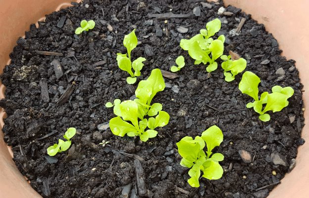 Heirloom Seeds: Are They Part Of Your Preparedness Plan?