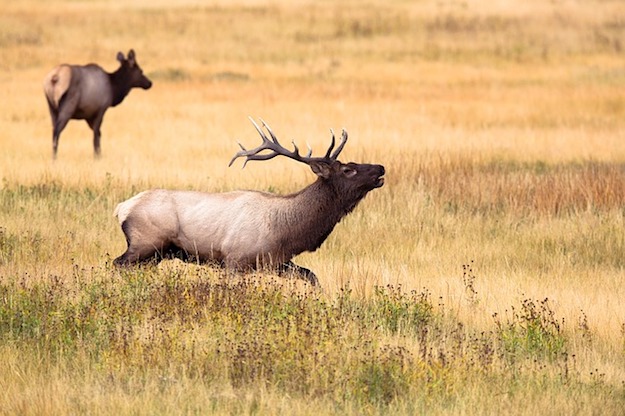 Idaho Hunting Laws and Regulations