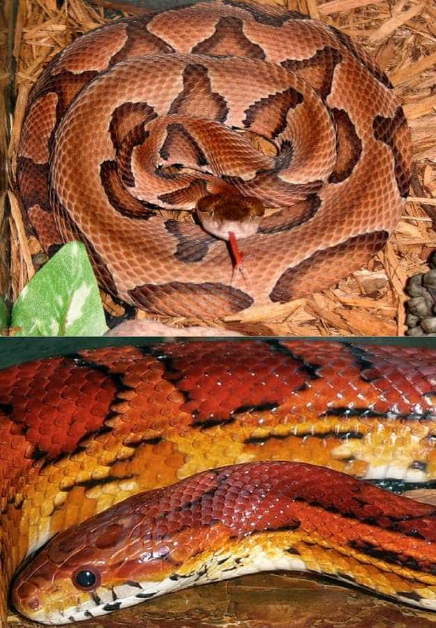 Copperheads | 5 Venomous Snakes & Their Look-Alikes 